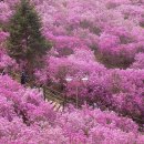[2024 가볼 만한 꽃 여행지도] 봄부터 겨울까지 올해는 꼭 가봐야 할 전국 꽃 명소 추천 이미지