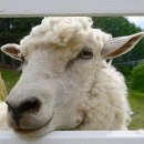 황우농장 이미지