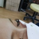 뚜야김용숙속눈썹
