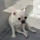 포캣(for cat) | 유기견봉사 처음이세요? 신청 방법부터 준비물까지 A to Z + 꿀팁