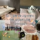 옆집강아지 | [강원 강릉 여행] 1탄, 2박3일 세인트존스호텔 강아지동반 호실 리얼 후기(2,3탄 있음)