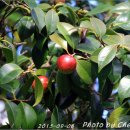 하단동1207 이미지