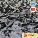 푸른농수산 | 영덕농수산 생물고등어, 당일 경매후 발송된 신선함으로 고등어조림 만들어본 후기