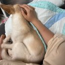 웰빙왕족발 | 기력 회복 강아지보양식 추천! 또달래 강아지수제간식 뼈간식 먹방 솔직후기🍖