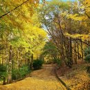 은행나무숲 입구 이미지