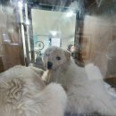 박영재 동물병원 이미지