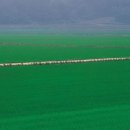 Greenfield 이미지