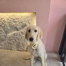 개이쁘댕 이미지