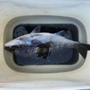 해인호 | 1월 12일 선상 감성돔 간단 출조후기