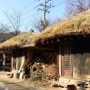 참나무쟁이 이미지