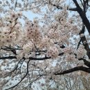 국회회관3식당점 | 여의도 윤중로 벚꽃 산책코스｜국회의사당·KBS·샛강길 동선 정리