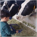 태원 목장 | 창원 태원목장 목장체험 젖소체험 다녀온 후기!