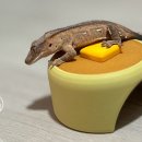 꼬물상 | 꼬물shop 팬케이크 은신처 사용후기(펫테일/납테일/크레스티드 게코)
