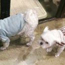 펫앤펫 인천점 강아지분양의 모든것 이미지