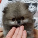 깜찍하개 이미지