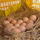 선배네농장 이미지