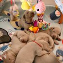 마리오펫 이미지