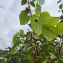 하늘마 열매와 용담 이식 이미지