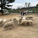 새별농장 | [제주] 2만 평 규모의 제주 동물농장 새별프렌즈_제주 알파카농장 내돈내산 후기
