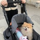 호두데이