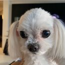 코델리아 이미지