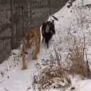 염소사육장 이미지