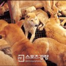 모란시장 이미지