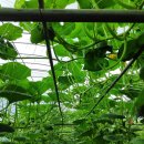 호박농장 이미지