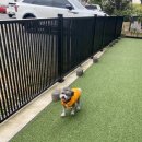 몽블리 펫샵 이미지