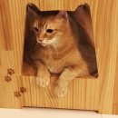 고양이발자국 이미지