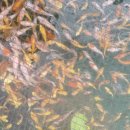 꽃뫼카페휴게소 이미지