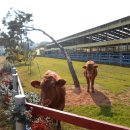 든해솔한우농장 이미지