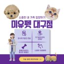 도그플러스 동물병원 | 창녕말티푸분양 제대로 찾는 방법, 기준 하나로 선택 끝내는 글