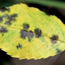 장미반점 이미지