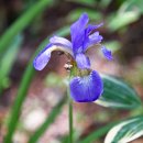 붓꽃(Iris) 종류와 꽃창포 이미지