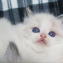 신비돌스 랙돌 캐터리 이미지