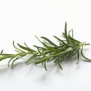 로즈마리 이미지