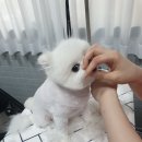보리네펫살롱 네이버블로그