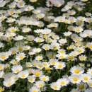 인동22길-1 이미지