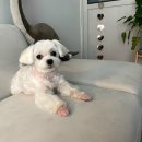 베이비숑 그루밍 이미지