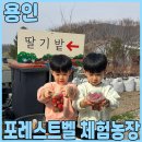 양지농장 | 36개월 쌍둥이 용인 양지 포레스트벨 에서 주말 딸기체험농장 하고 왔어요