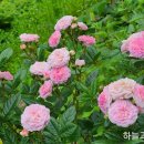 베토벤 호적 만들기2 이미지