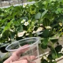 봄뜰에농장 이미지