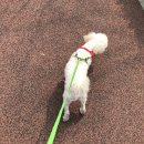 광진24시 필동물병원 이미지