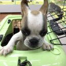 호야켄넬 이미지