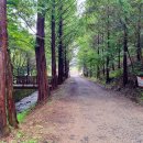 옥화자연휴양림 이미지