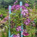 클레마티스 이미지