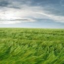 애버그린 이미지