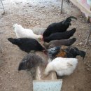 대곡농장 이미지