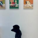 이로운 펫살롱 이미지